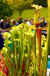 Wurzburg Bluht Pflanzenborse Im Botanischen Garten Rosis Reisecouch